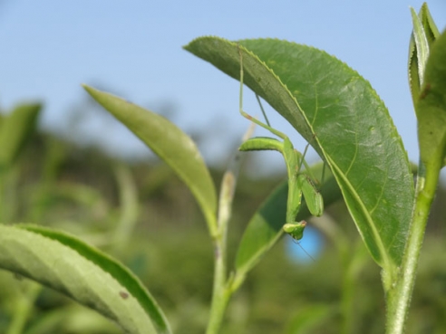 茶园中的贵客*