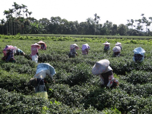 採茶去*