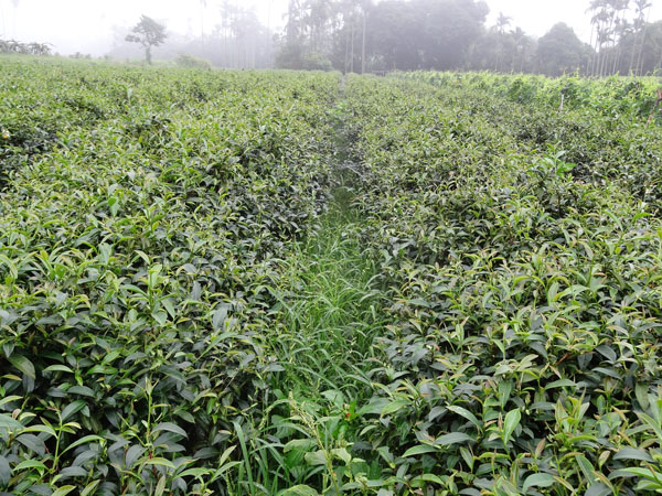 野放烏龍茶